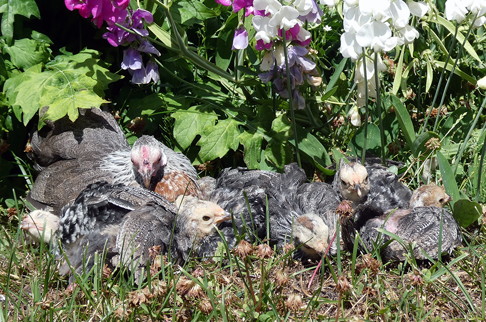 Bantamhöna med sina kycklingar solar